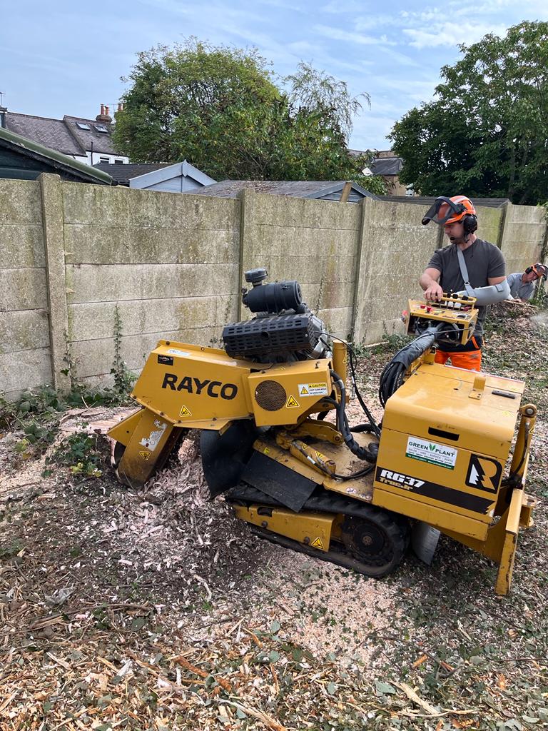 Rayco RG37 stump grinder at work in a Hertfordshire garden