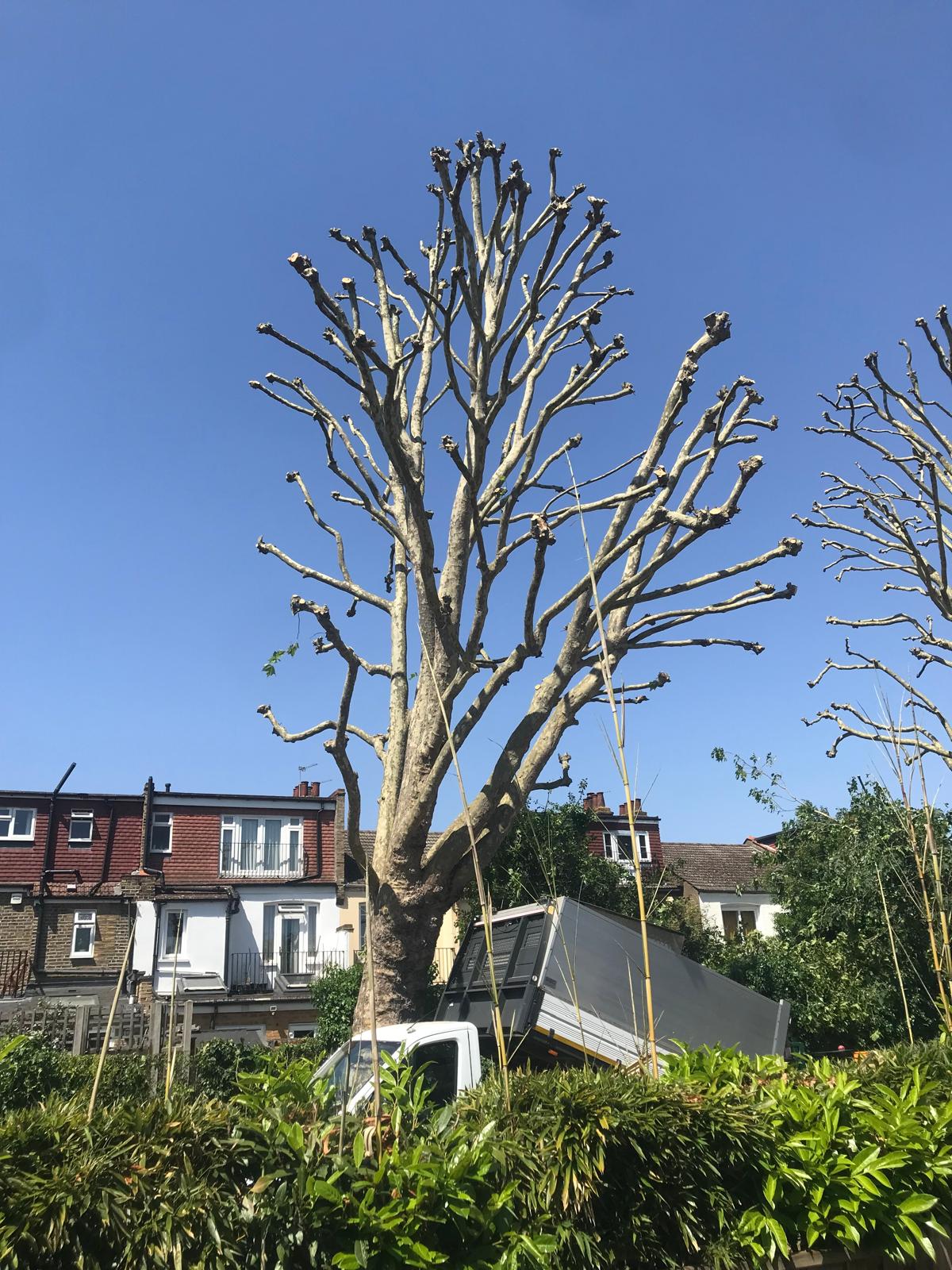Freshly pollarded mature tree on a residential property